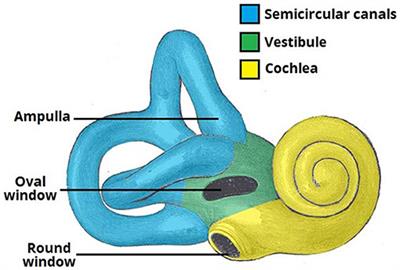 Nanocarriers for Inner Ear Disease Therapy
